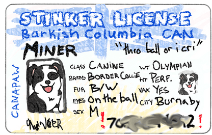 British Columbia driver's license collar charm - Lil Stinker Co.